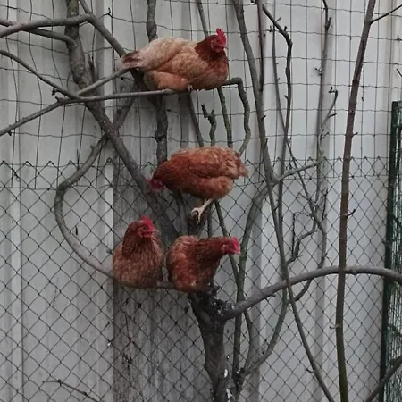 Apartmán Logis De Lange 2 P *