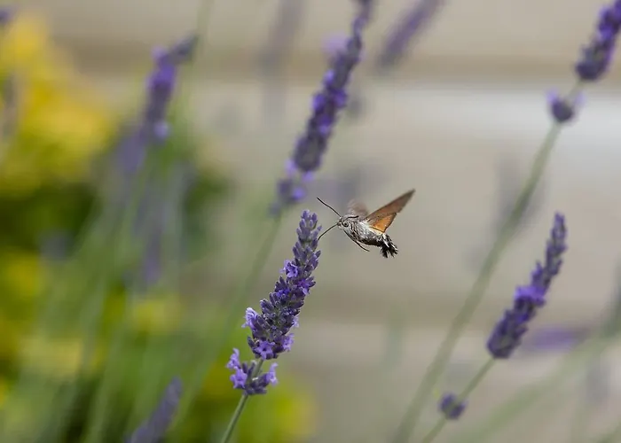 Apartamento Logis De Lange 2 P *